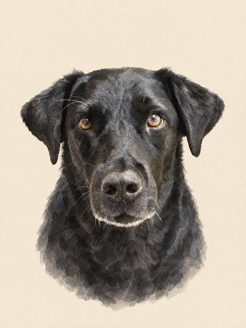 Watercolour-style portrait of a black Labrador, made from a sample photo